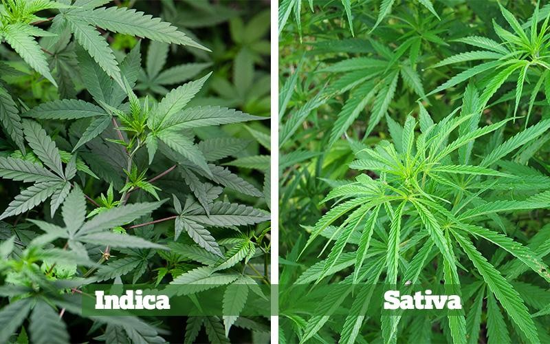 sativa indica różnice odmian konopi