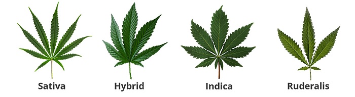 co to jest ruderalis