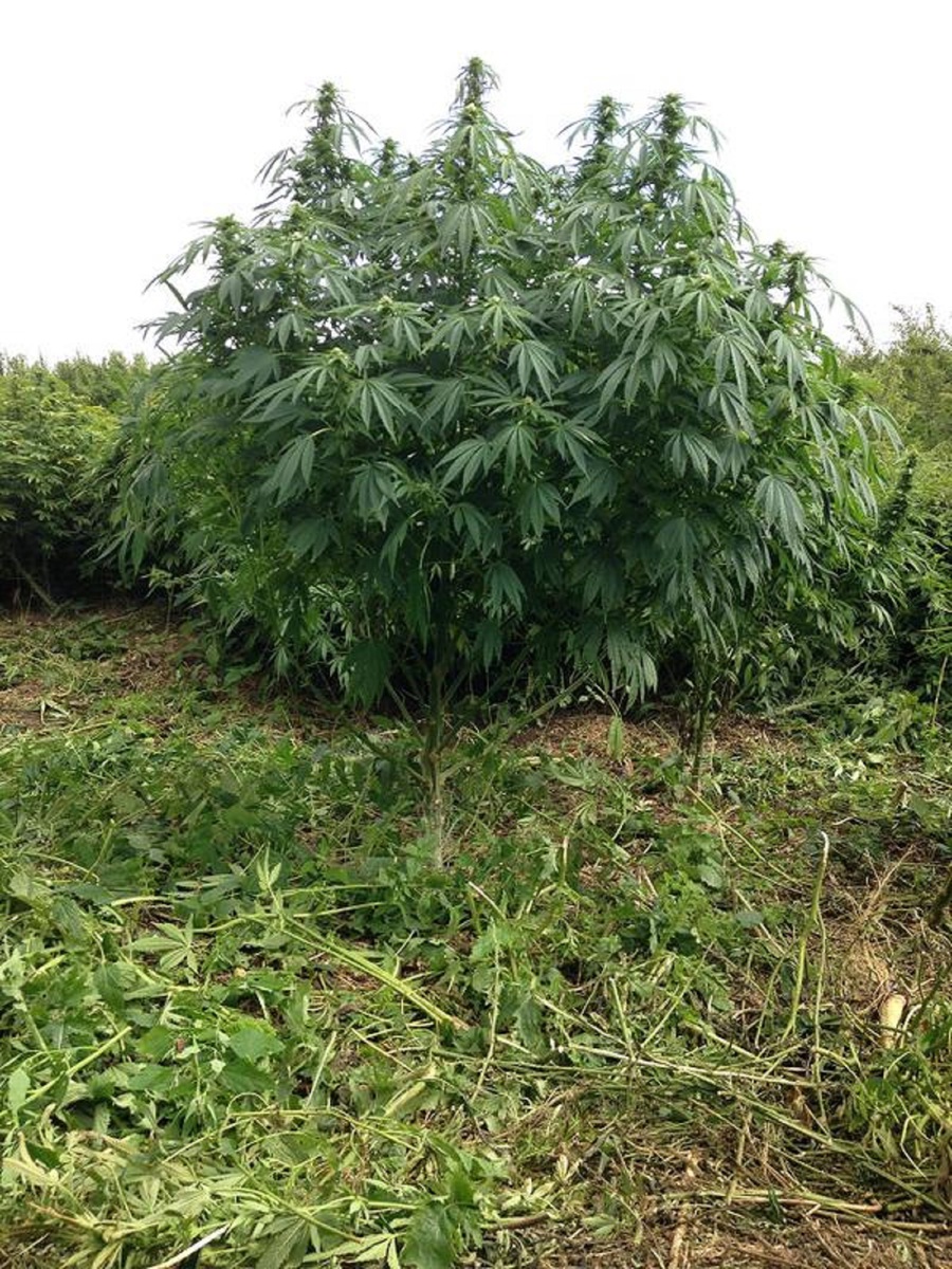 easy sativa fotorelacja