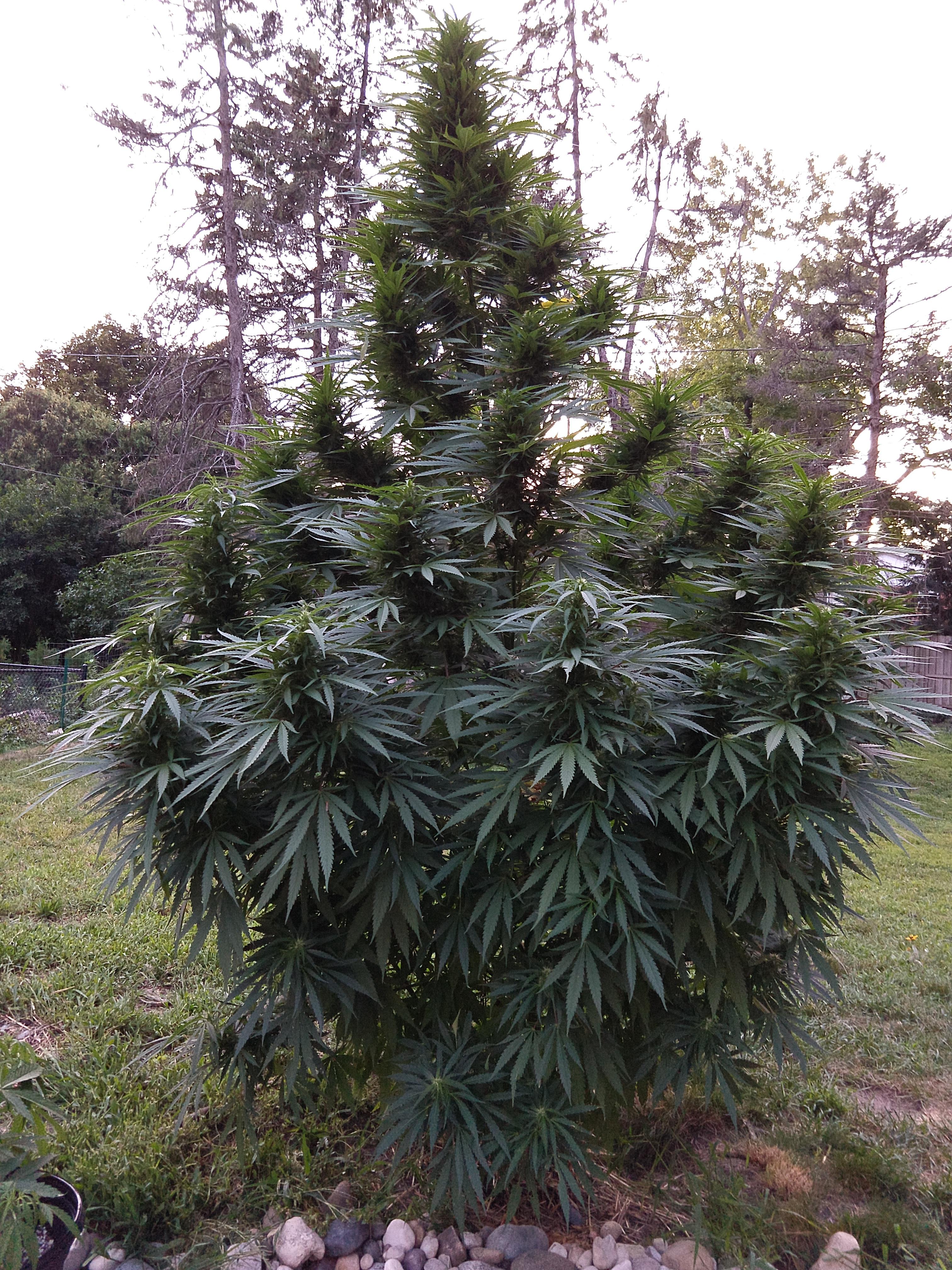 easy sativa fotorelacja