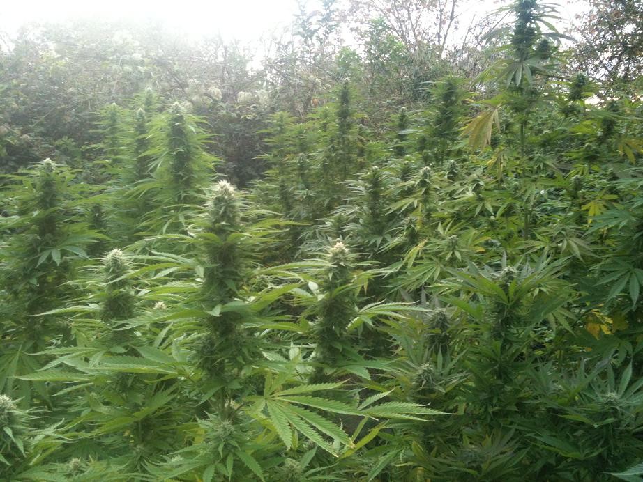 easy sativa fotorelacja