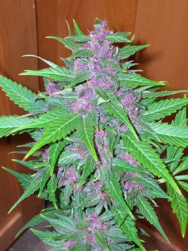 fioletowa marihuana