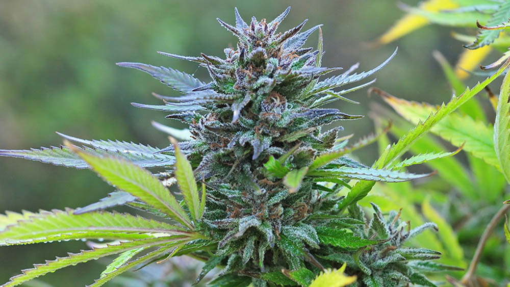 hybrydy marihuany konopi czym są jak powstają