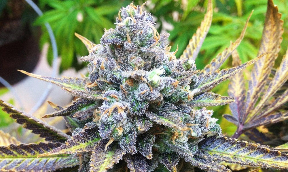 hybryda marihuany konopi