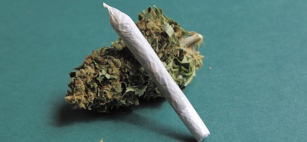 ile trzyma marihuana faza