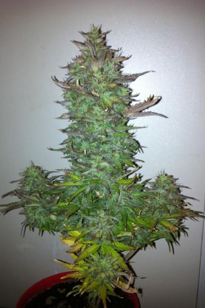 jaką odmianę marihuany wybrać