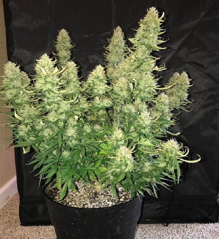 jaką odmianę marihuany wybrać