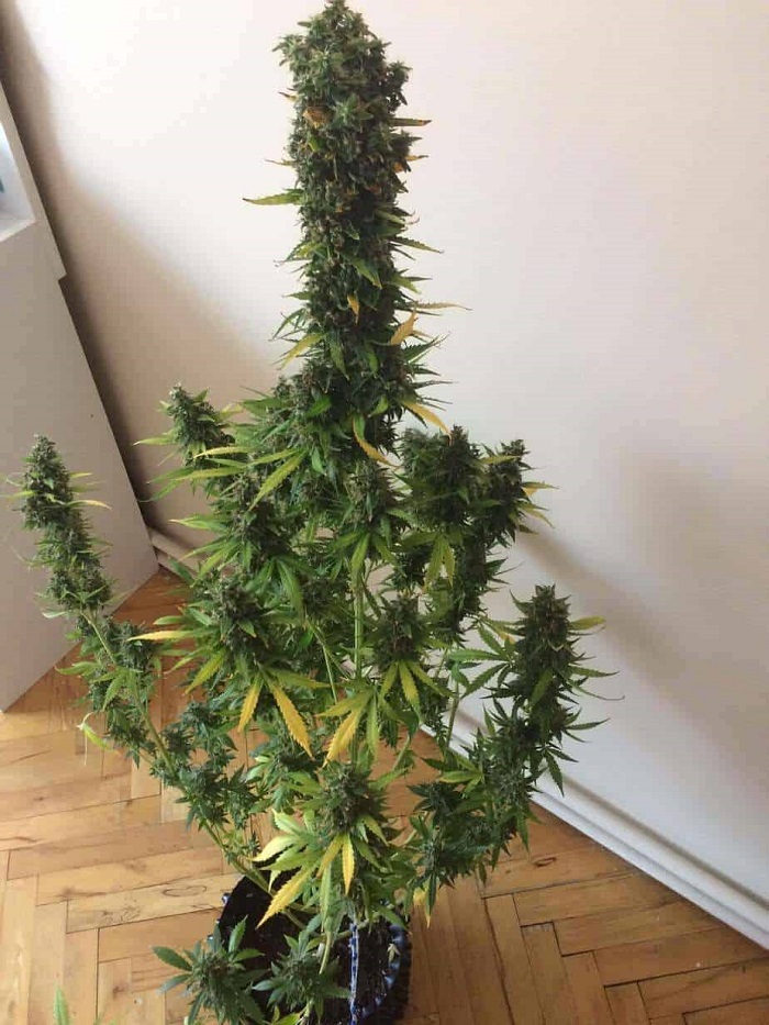 jaką odmianę marihuany wybrać