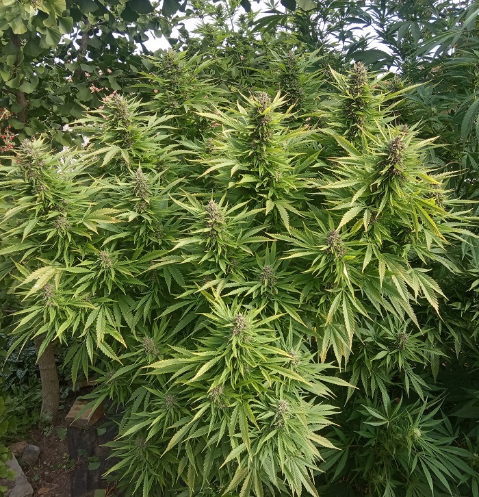 jaką odmianę marihuany wybrać