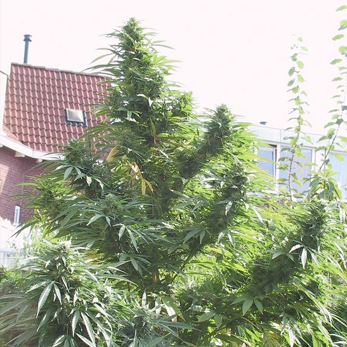 jaką odmianę marihuany wybrać