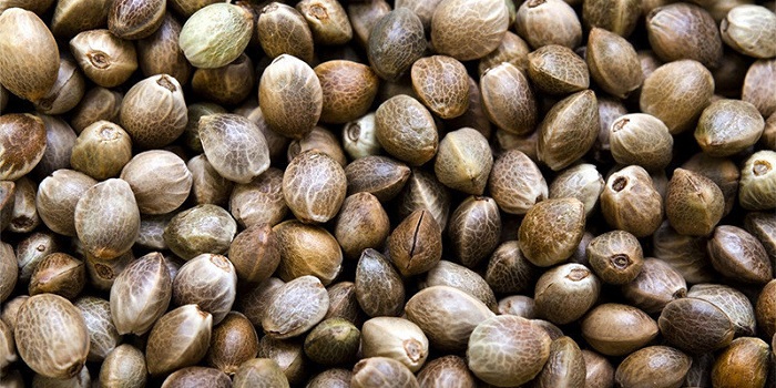 jak wyglądają nasiona marihuany