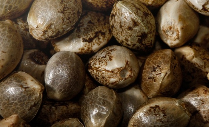 jak wyglądają nasiona marihuany