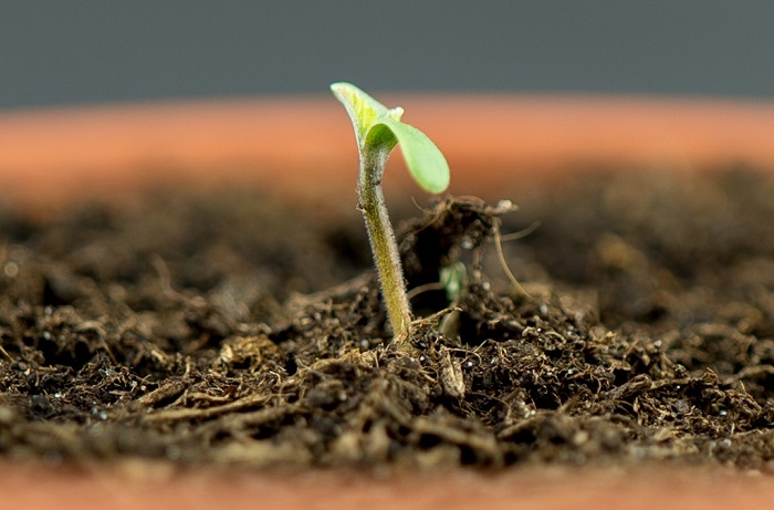 jak wykiełkować nasiona marihuany na outdoor