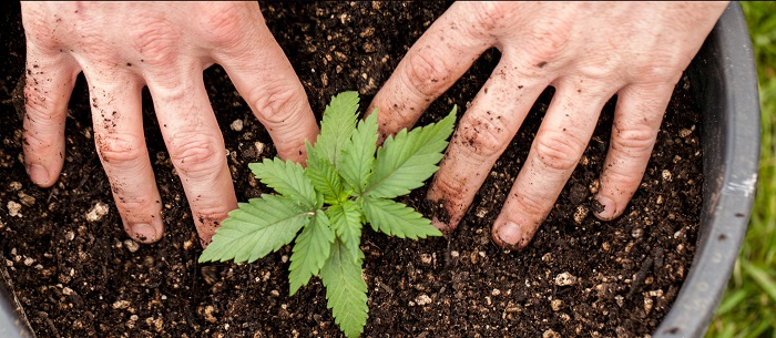 jaka ziemia do marihuany