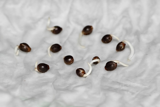 kiełkowanie nasion marihuany konopi