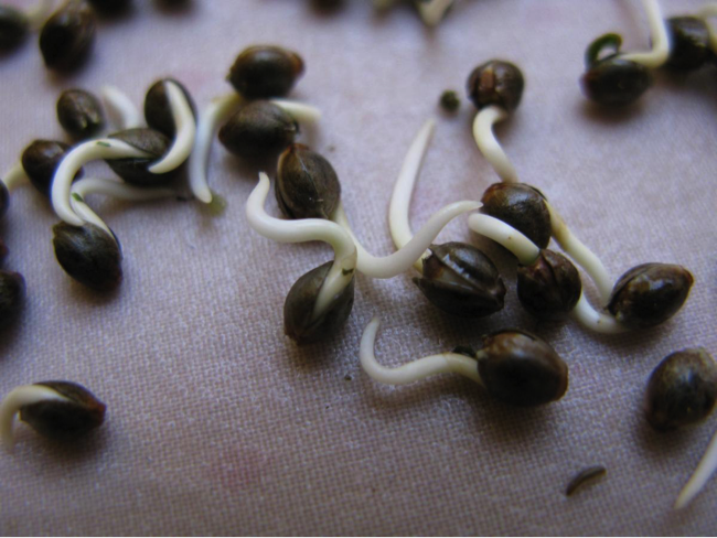 kiełkowanie nasion marihuany konopi