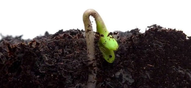 kiełkowanie nasion marihuany konopi