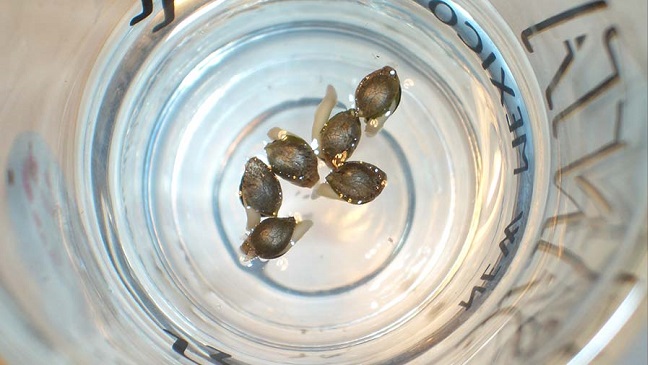 kiełkowanie nasion marihuany konopi