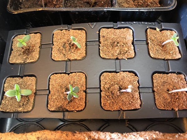 kiełkowanie nasion marihuany