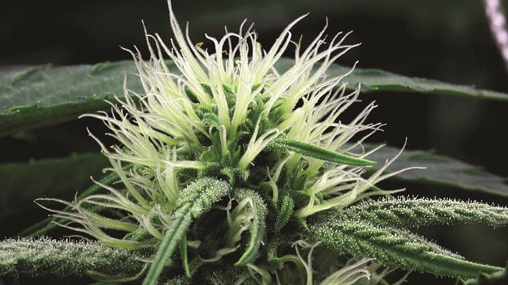 kiedy kwitnie marihuana