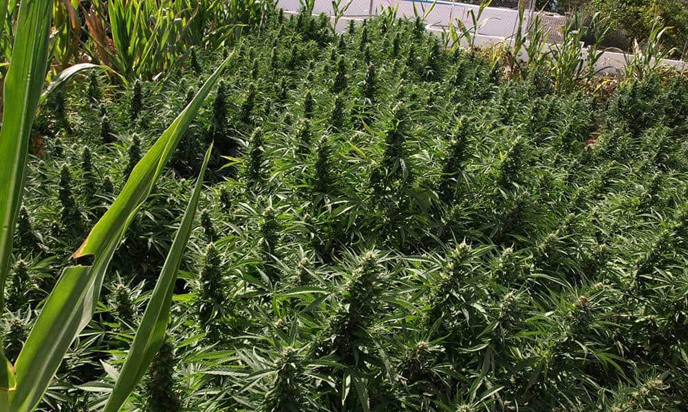 kiedy kwitnie marihuana