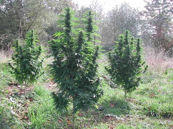 kiedy najlepiej sadzić marihuane na outdoor