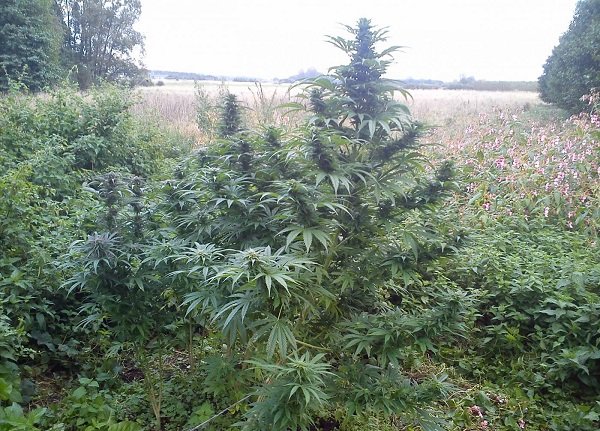 kiedy najlepiej sadzić marihuane na outdoor