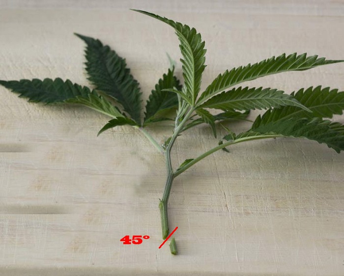 klonowanie marihuany