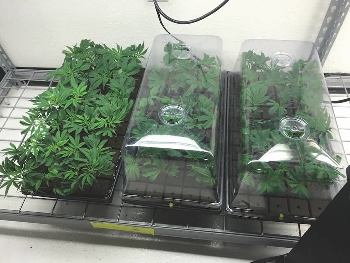 klonowanie marihuany