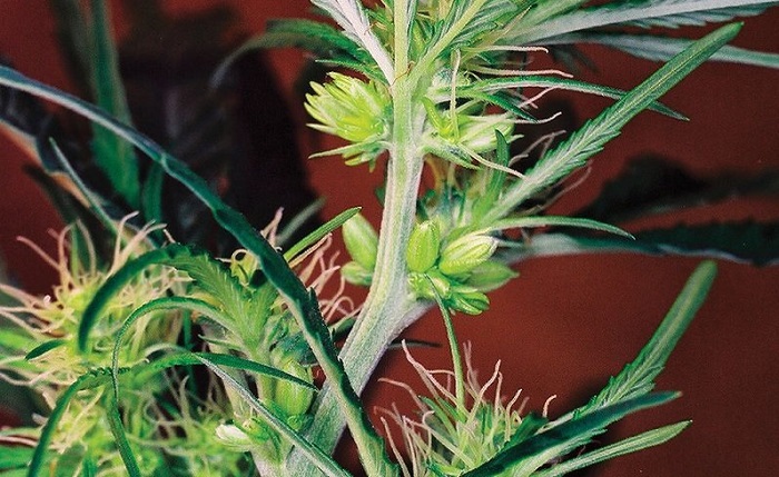 konopie hermafrodyty