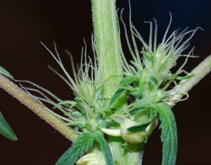 konopie hermafrodyty