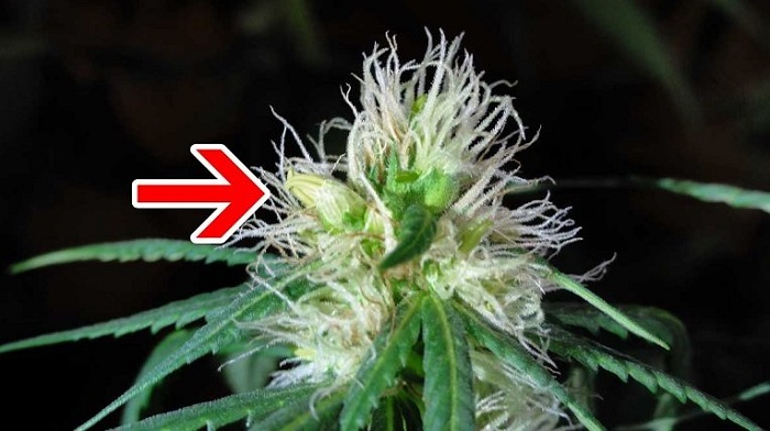 konopie hermafrodyty