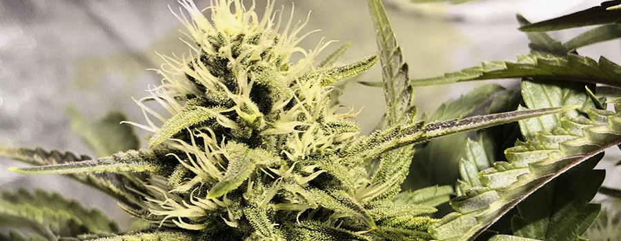 kush-haze-skunk-marihuana-konopie