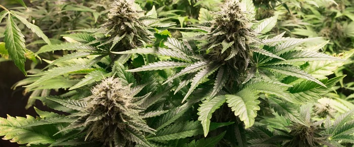 najszybsze odmiany automatyczne