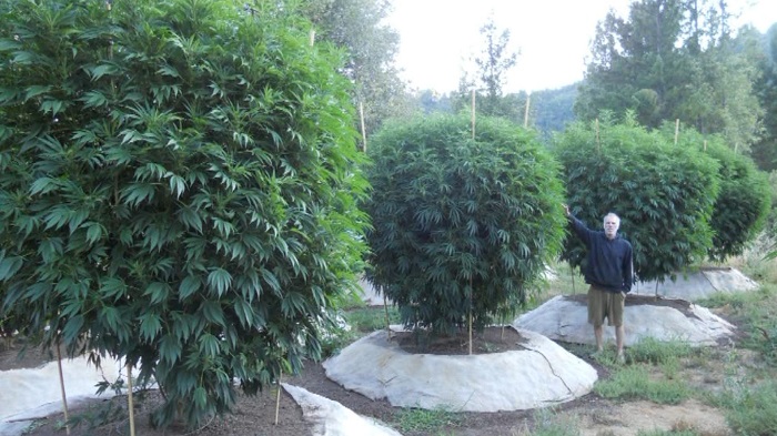 największy krzak marihuany