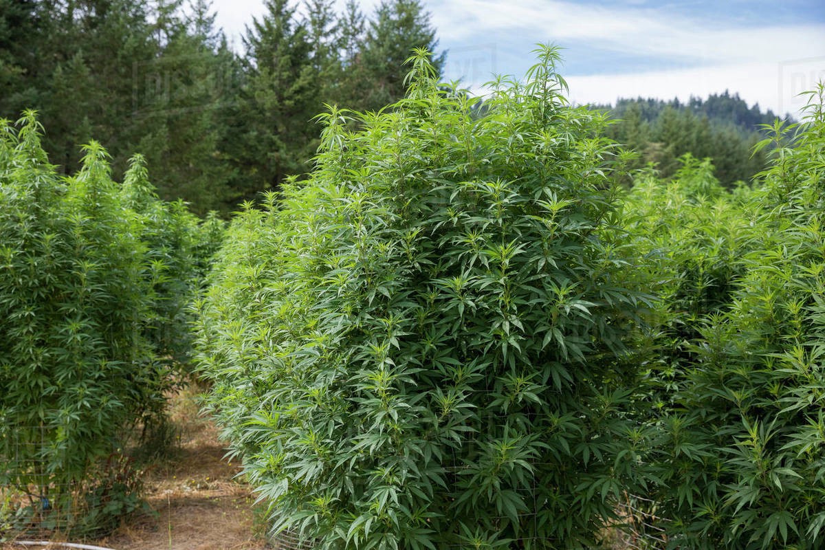 odmiany marihuany konopi fotoperiod