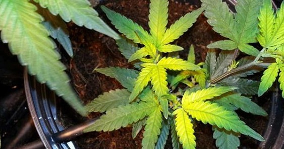 niedobory pierwiastków marihuana tabela