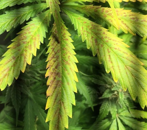 niedobory pierwiastków marihuana tabela