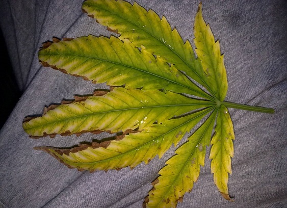 niedobory pierwiastków marihuana tabela