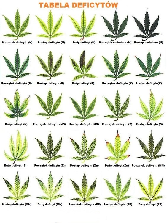 Niedobory pierwiastków marihuana