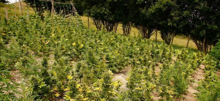 odmiany automatyczne outdoor