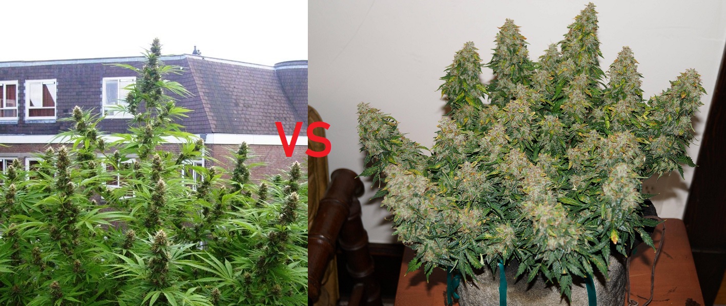 odmiany marihuany konopi fotoperiod