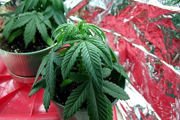 opadnięte i oklapnięte liście marihuany