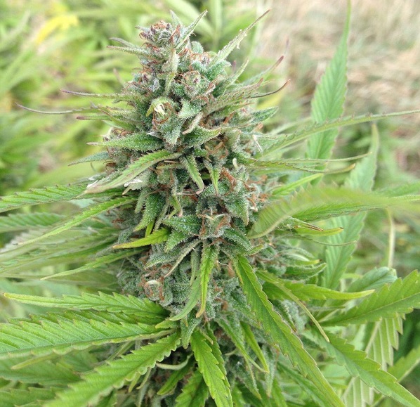 passion 1 fotorelacja