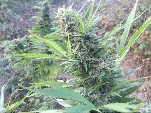 passion 1 fotorelacja