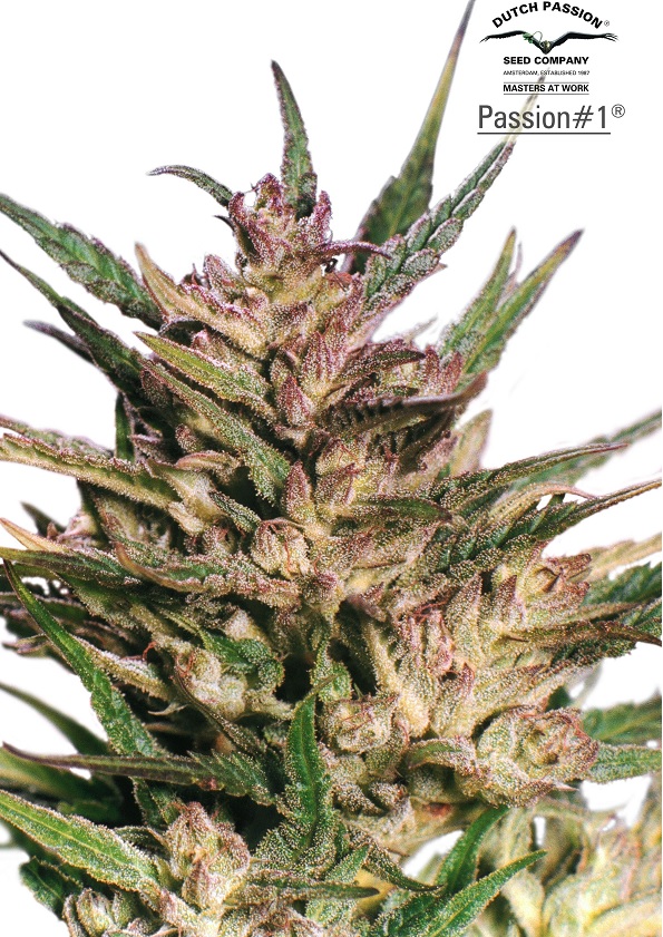 passion 1 fotorelacja