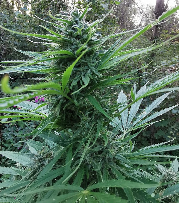 passion 1 fotorelacje