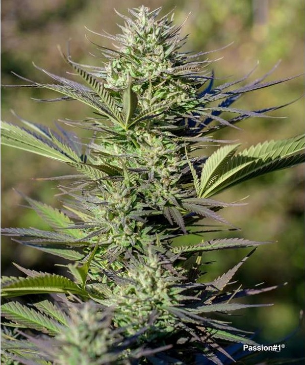 passion 1 fotorelacja