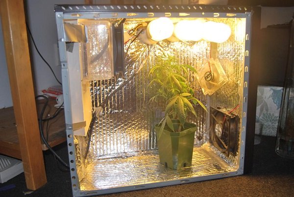pc growbox do uprawy konopi marihuany