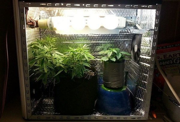 pc growbox do uprawy marihuany konopi